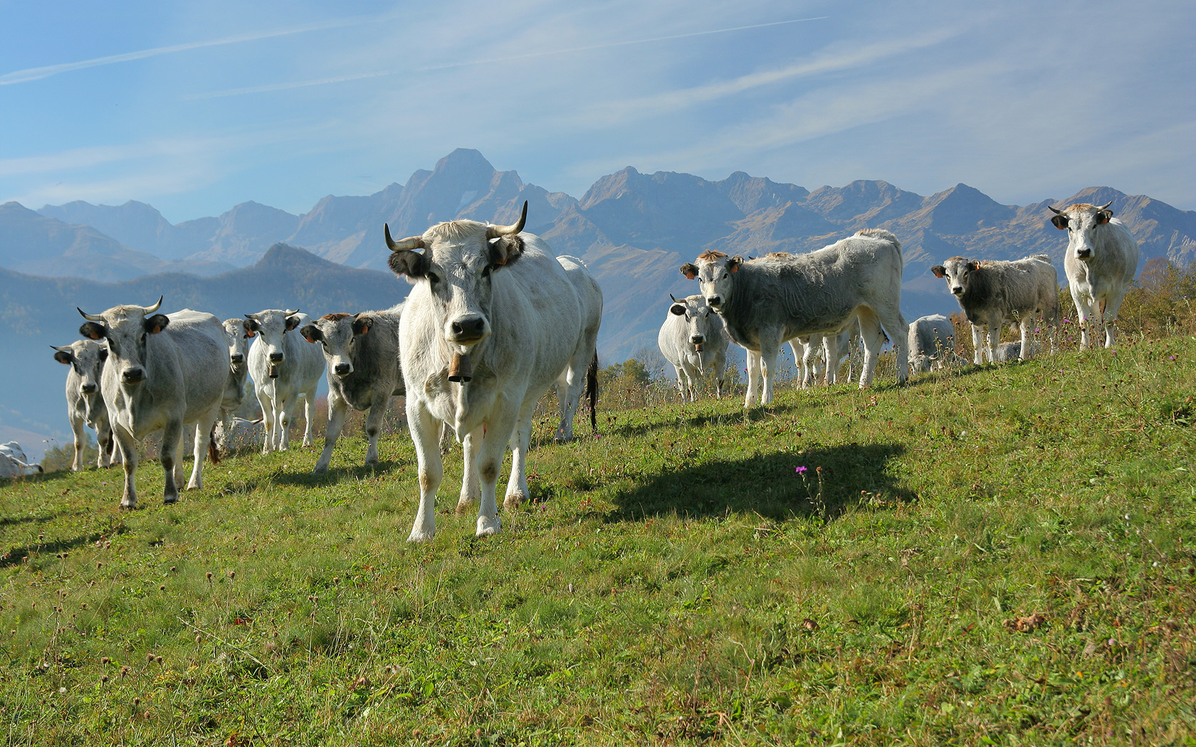 Les vaches